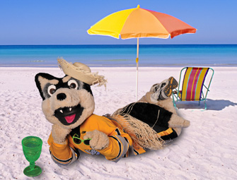 Huskies are busy